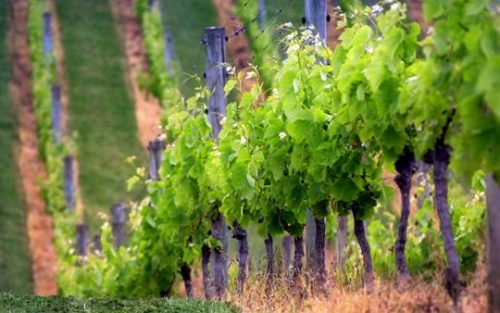 Виноградник для початківців: формування кущів, обрізання і підвязка