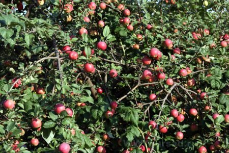 Коли починає плодоносити яблуня: на який рік, як прискорити