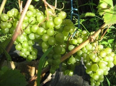 Виноград для початківців: сорти, вирощування