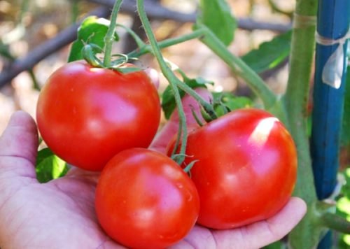 Томат червона шапочка: характеристика та опис сорту томатів