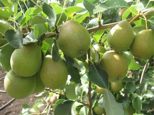 Літні сорти груш: опис, особливості вирощування
