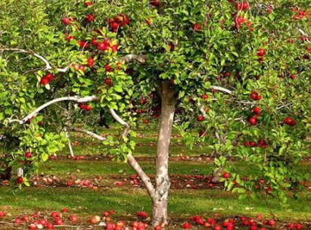 Яблука опадають з яблуні: природні причини, вплив негативних факторів
