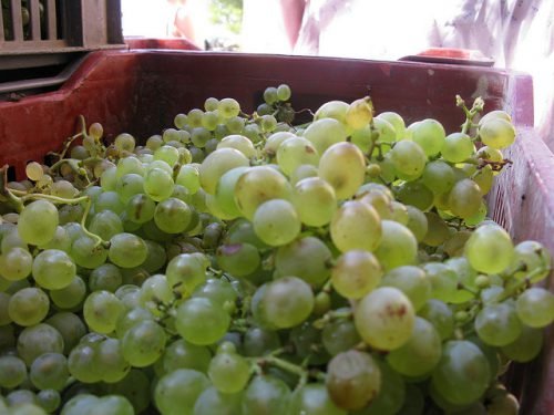 Білий виноград десертний: основні кращі сорти