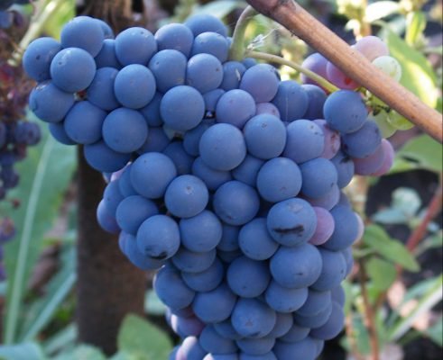 Кишмиш унікальний сорт винограду: опис переваг