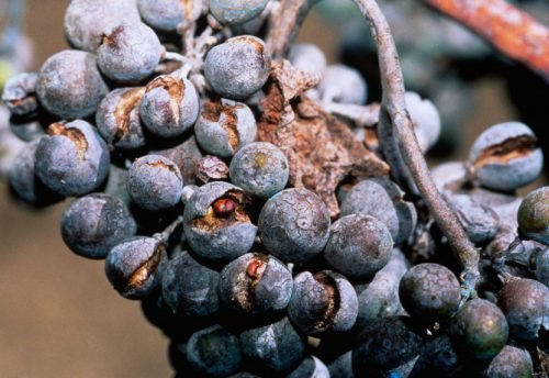 Оїдіум винограду: лікування народними засобами