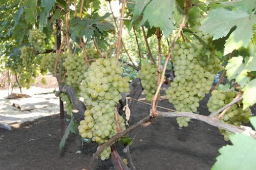 Виноград валек: переваги і недоліки сорту