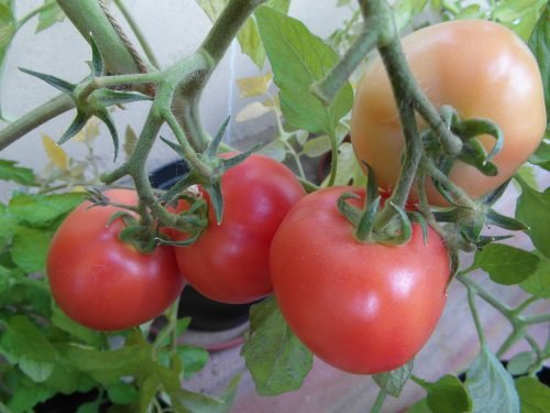 Низькорослі сорти томатів: детермінантні помідори