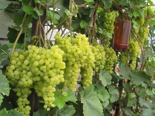 Виноград супер ранній: сорту, опис видів