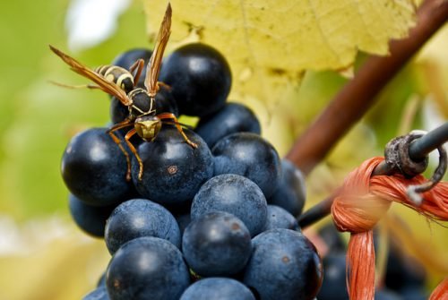 Чим обробити виноград навесні: перша обробка ранньою весною