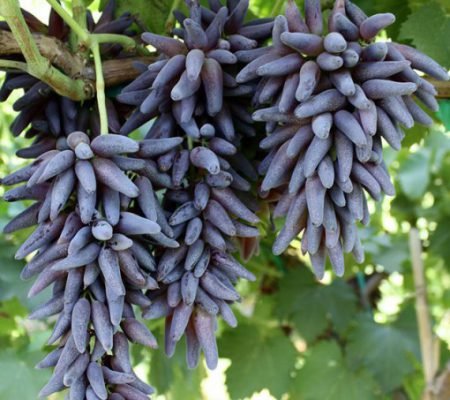 Чорний виноград: сорти і види, посадка, вирощування