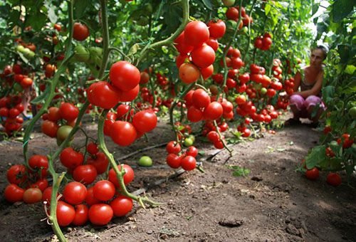 Підживлення помідорів дріжджами: популярні рецепти