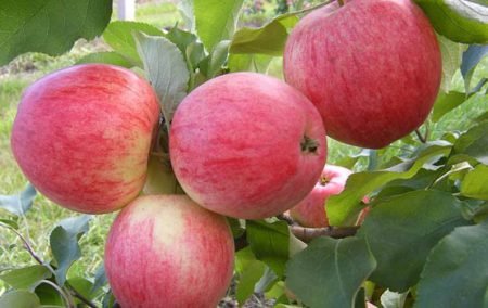Яблука Штрифель: опис, фото, характеристики осіннього смугастого