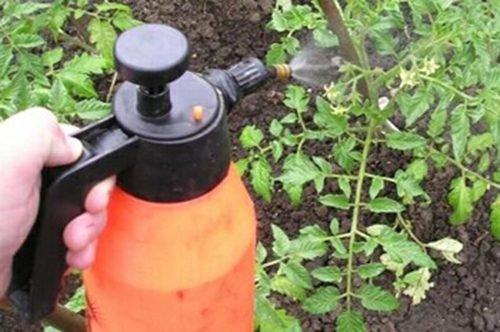 Вершинна гниль томатів заходи боротьби: лікування рослин в теплиці