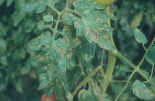 Хвороби томатів розсади: грибкові, вірусні, бактеріальні