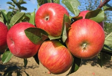 Яблуня карамельна: опис сорту, фото, особливості дерева і плодів