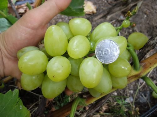 Сорти винограду зеленого кольору: корисні властивості, склад