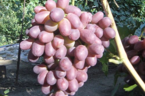 Виноград нащадок ризамата: опис сорту