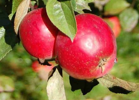Яблуня Аніс: різновиди, опис видів