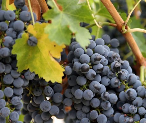Вирощування винограду на Уралі у відкритому грунті