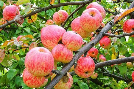Яблуня Яблучний Спас: опис сорту, фото, особливості