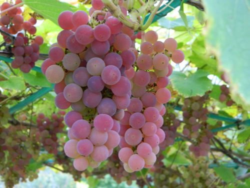 Виноград мінський рожевий: опис переваг сорту