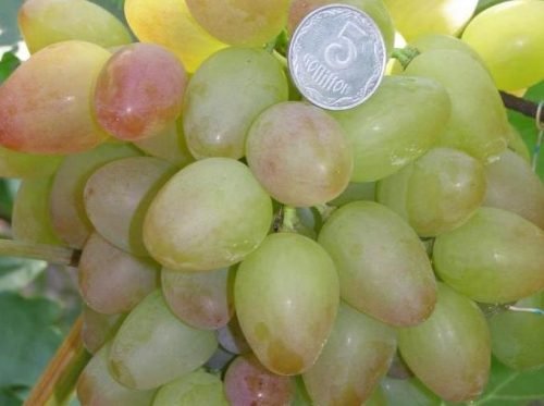 Сорт винограду біло рожевий: різноманітність видів