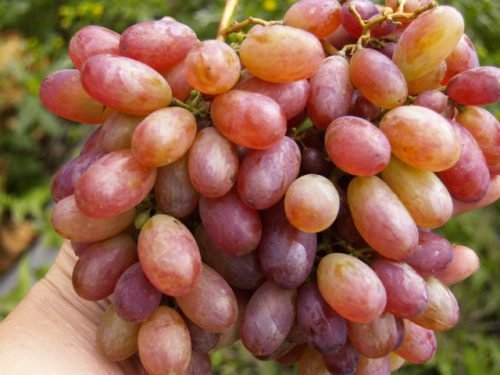 Сорт виноград матрьошка   опис