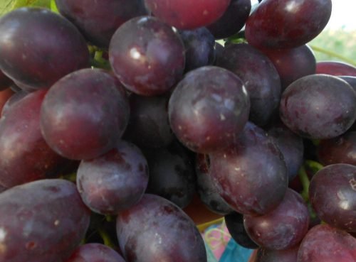 Виноград багряний: опис сорту