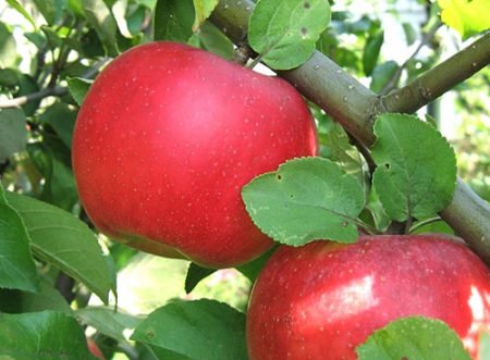 Яблуня ауксис: опис сорту, особливості вирощування