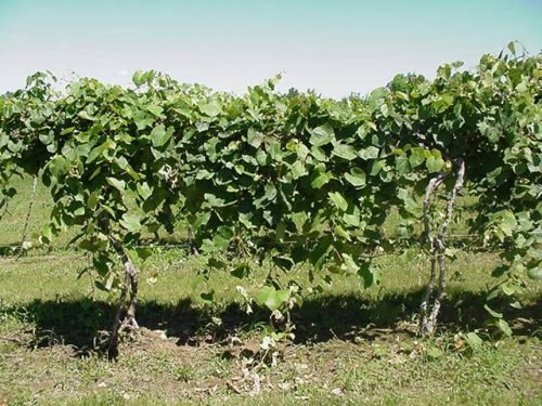 Вирощування винограду відкритому грунті: живцювання, догляд