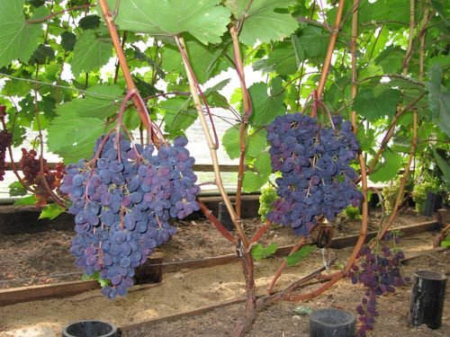 Кишмиш запорізький виноград: опис сорту