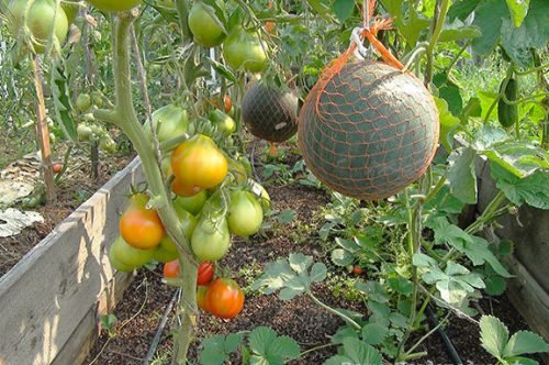 Сусідство томатів: баклажани, помідори і перці в одній теплиці