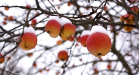 Підготовка яблунь до зими восени: підживлення, обробка, утеплення