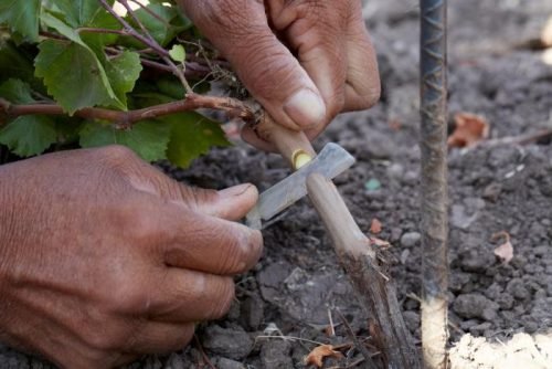 Щеплення винограду живцями: способи, догляд за кущем