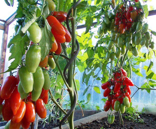 Висадка помідор у теплицю з полікарбонату: терміни, коли висаджувати