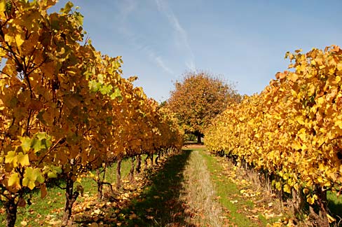 Чим обприскати виноград восени: заходи щодо запобігання хвороб