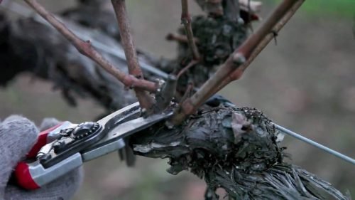 Виноград вікінг: опис сорту