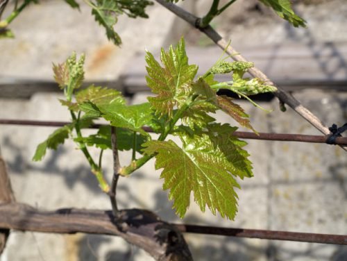 Чим можна обприскати виноград: засоби для боротьби з хворобами