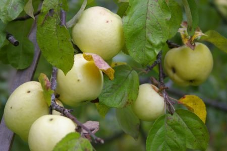 Як виростити яблуню з насіння в домашніх умовах
