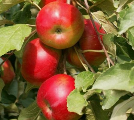 Колоновидна яблуня Останкіно: опис, фото, особливості RoyPchel.ru
