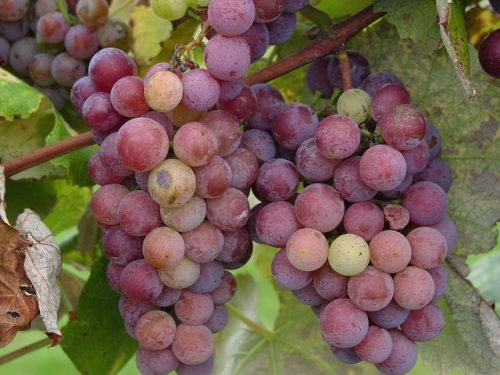 Оїдіум винограду заходи боротьби: чим обробляти