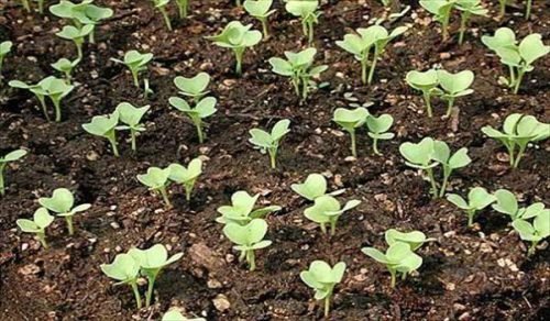 Як садити капусту насінням у відкритий грунт: підготовка ґрунту, посів, догляд