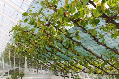 Вирощування винограду в теплиці: посадка своїми руками
