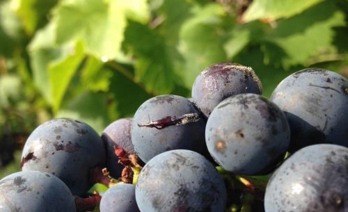 Виноград лопаються ягоди: розтріскування ягід, причини, профілактика