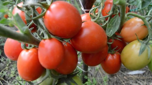 Сорти томатів для відкритого грунту: кращі з томатів