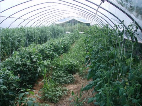 Томати: оптимальна температура для вирощування розсади помідор