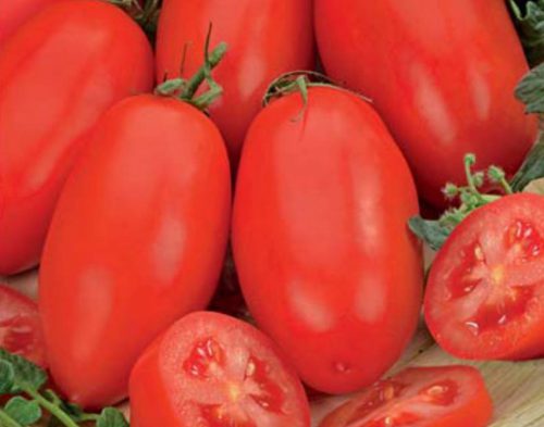 Томат челнок: характеристика та опис сорту помідорів