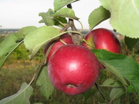Яблука Гала: опис сорту, характеристики підвидів