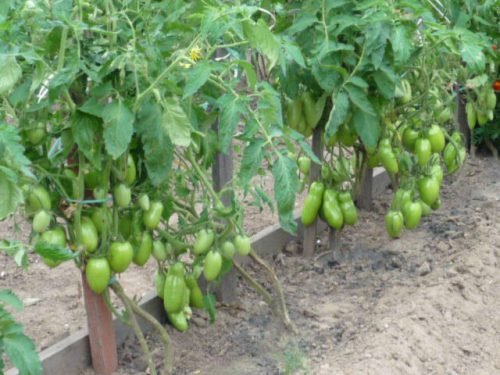 Догляд за помідорами у відкритому грунті: висадка, підживлення та поливання томатів