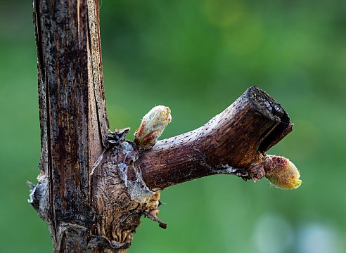 Скільки пагонів залишати на винограді: кількість суцвіть і грон